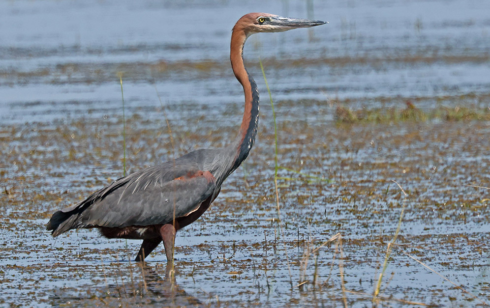 Goliath Heron